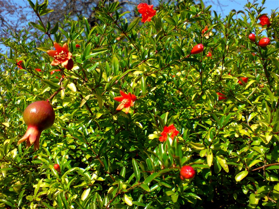 Punica granatum var. nana (Zwerg-Granatapfel) - Botanischer Garten Leipzig