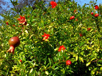 Punica granatum var. nana (Zwerg-Granatapfel) - Botanischer Garten Leipzig