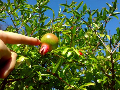 Punica protopunica/Punica granatum var. nana (Zwerg-Granatapfel) - Botanischer Garten Leipzig