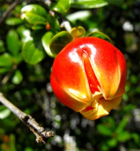 Flower bud of Punica 'Tanyosho' in the Water Conservation Garden at Cuyamaca College, El Cajon, California, USA. Identified by sign.