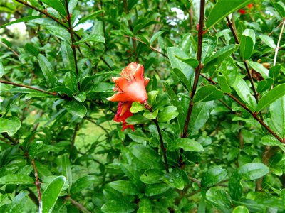 Punicum granatum