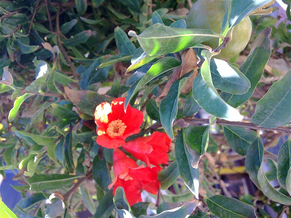 Pomegranate flowers