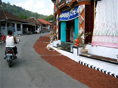 Drying Cloves in Munduk, Bali photo