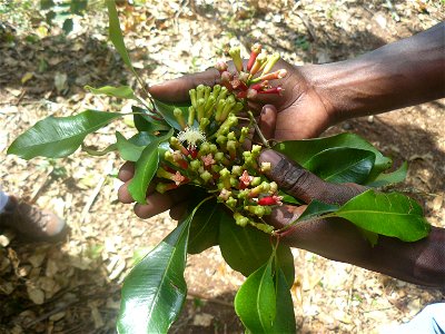 Foliage and flower heads or cloves of a cloves tree in Zanzibar