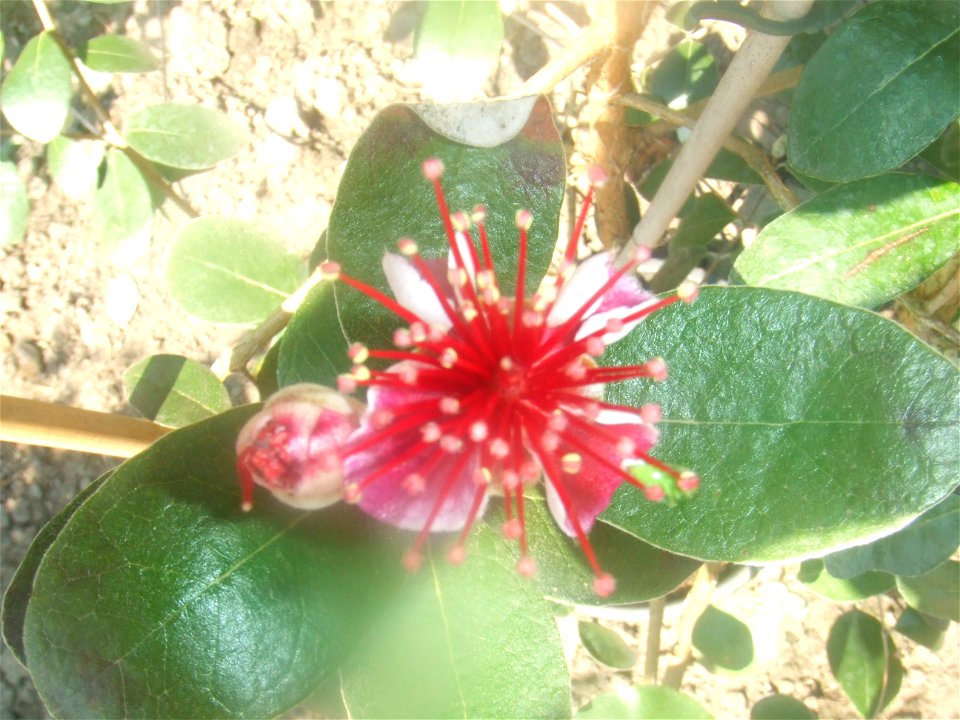 Feijoa sellowiama20