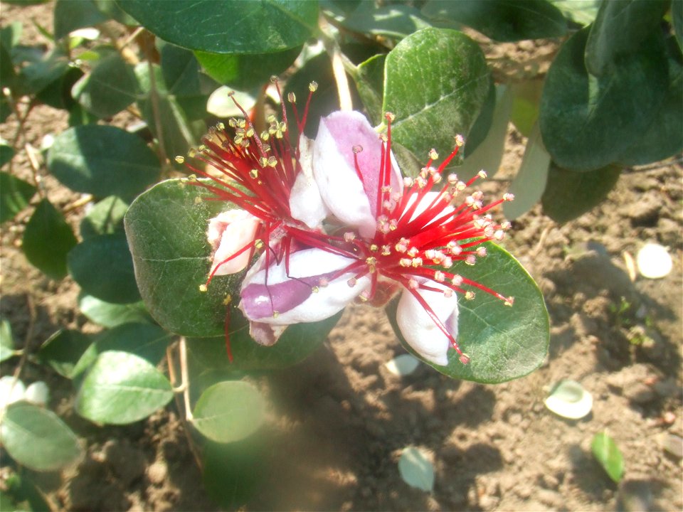 Feijoa sellowiana, picture taken at Passiflorahoeve in Harskamp, The Netherlands