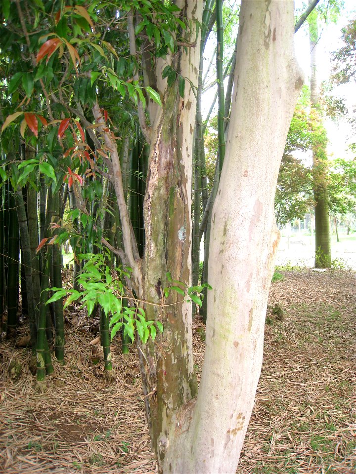 Plinia cauliflora in the Jardim Botânico de São Paulo, São Paulo City, SP, Brazil.