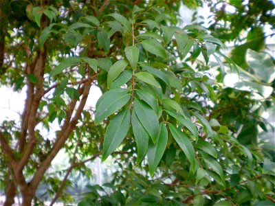Leaves of the Plinia cauliflora.