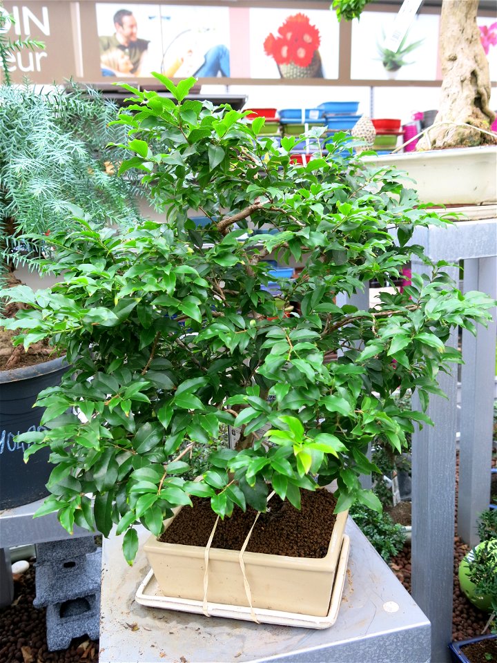 Plinia cauliflora shaped as bonsai in a garden centre in France. Identified by botanic commercial label.