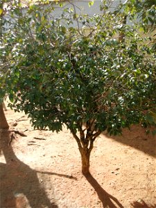 Foto de jabuticabeira plantada no sul de Minas Gerais - Brasil.
