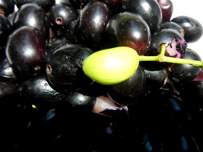 Cuisine of Bulacan, Foods and fruits, Carica Papaya, Duhat (Philippines) and Guyabano (Philippines). photo