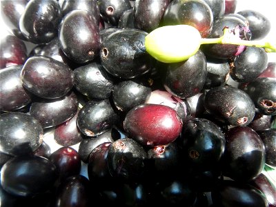 Cuisine of Bulacan, Foods and fruits, Carica Papaya, Duhat (Philippines) and Guyabano (Philippines).