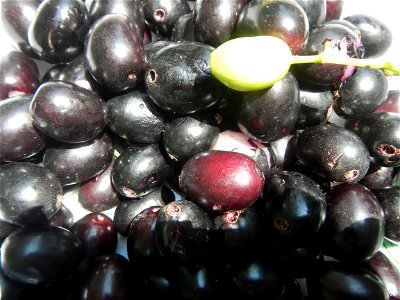 Cuisine of Bulacan, Foods and fruits, Carica Papaya, Duhat (Philippines) and Guyabano (Philippines). photo