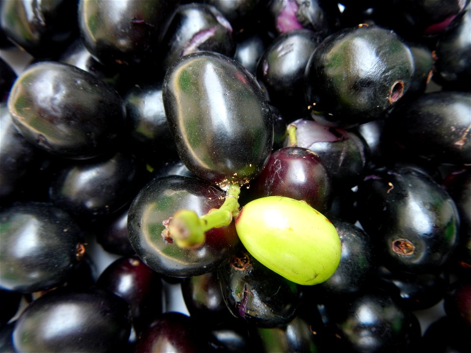 Cuisine of Bulacan, Foods and fruits, Carica Papaya, Duhat (Philippines) and Guyabano (Philippines).