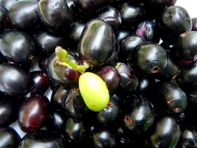 Cuisine of Bulacan, Foods and fruits, Carica Papaya, Duhat (Philippines) and Guyabano (Philippines). photo