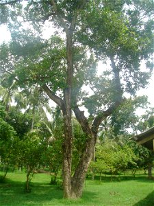 a jaam tree photo