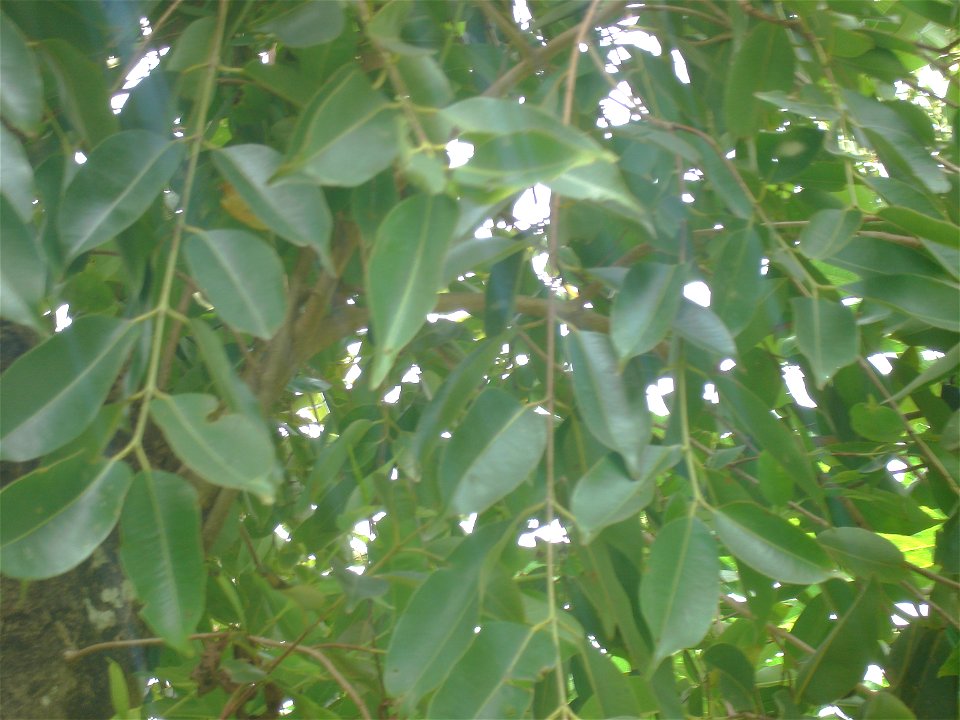 jaam foliage close view