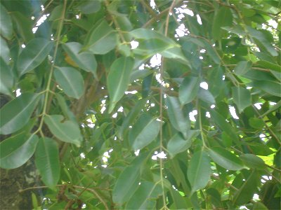 jaam foliage close view