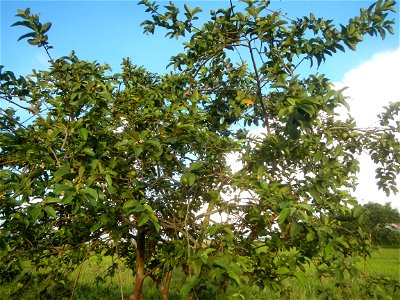 Psidium guajava Guavas in Bulacan Paddy fields in Culianin, Plaridel, Bulacan Barangay Culianin 14°54'54"N   120°53'52"E, Plaridel, Bulacan Paddy fields with Cattle, dogs, carabao, domesticated ducks 