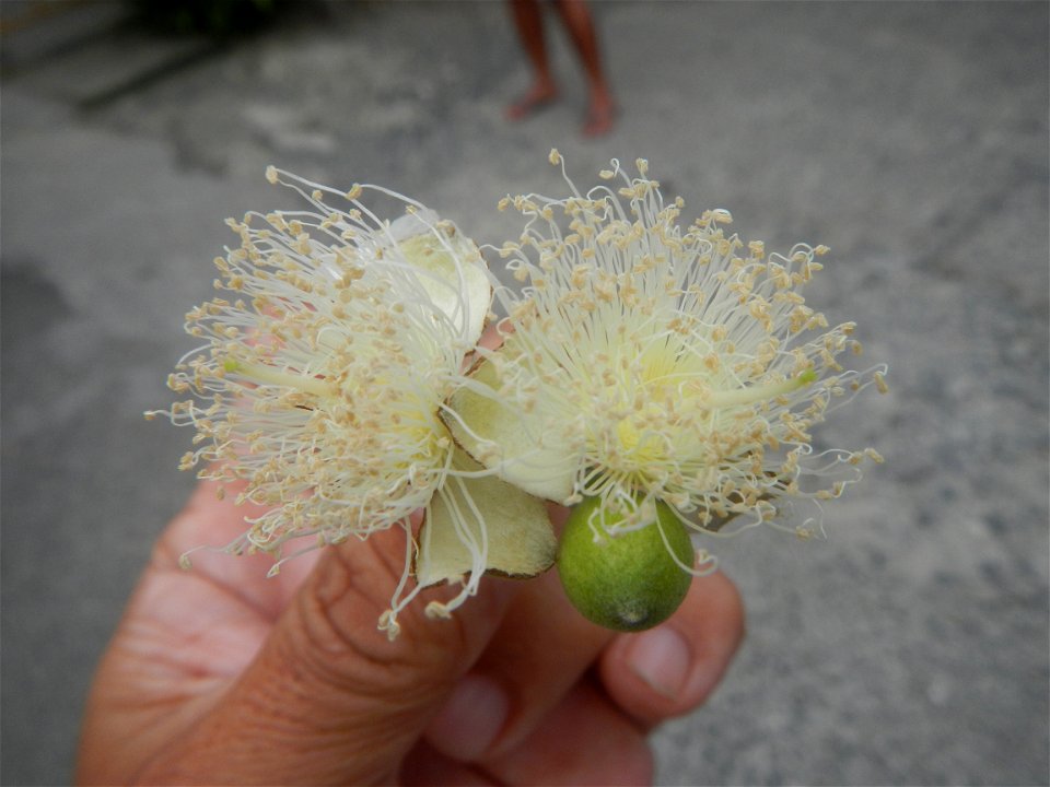 Close-ups of Psidium guajava flowers Women with dogs Face shields Photos taken during the 2020 coronavirus pandemic in Baliuag, Bulacan Timeline of the 2020 coronavirus pandemic in the Philippines  20