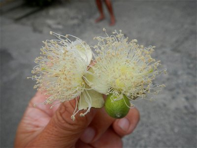 Close-ups of Psidium guajava flowers Women with dogs Face shields Photos taken during the 2020 coronavirus pandemic in Baliuag, Bulacan Timeline of the 2020 coronavirus pandemic in the Philippines  20