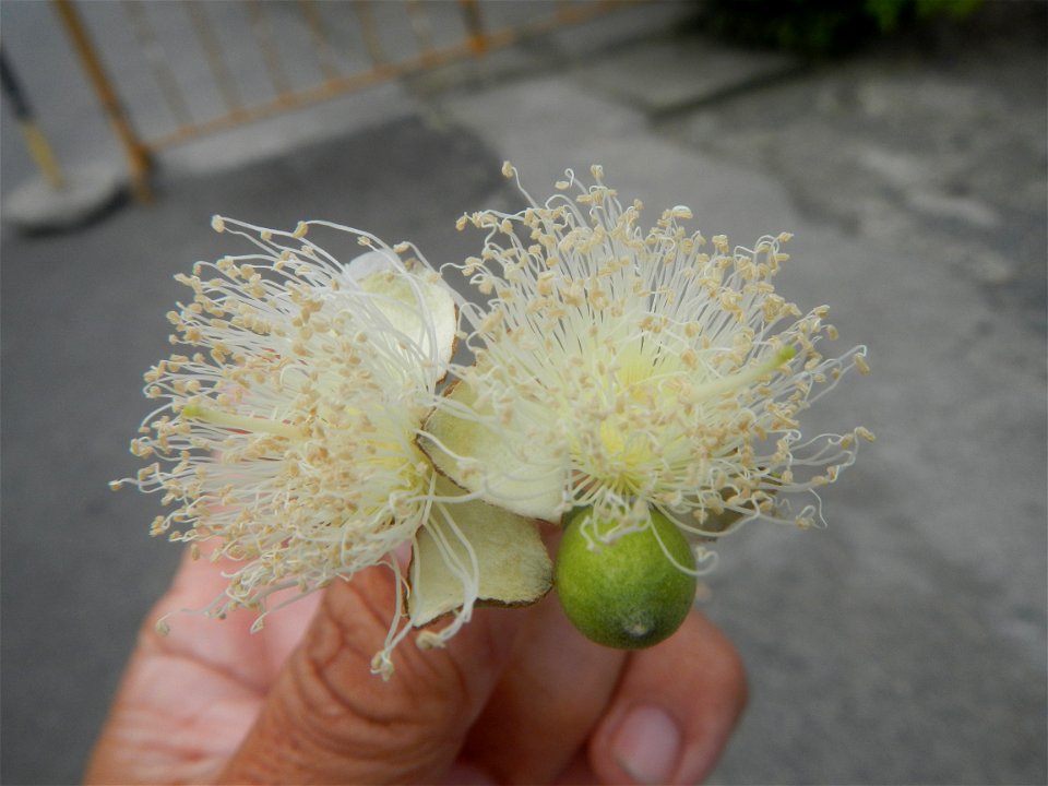 Close-ups of Psidium guajava flowers Women with dogs Face shields Photos taken during the 2020 coronavirus pandemic in Baliuag, Bulacan Timeline of the 2020 coronavirus pandemic in the Philippines  20