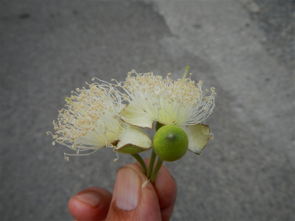 Close-ups of Psidium guajava flowers Women with dogs Face shields Photos taken during the 2020 coronavirus pandemic in Baliuag, Bulacan Timeline of the 2020 coronavirus pandemic in the Philippines  20