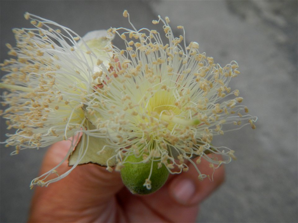 Close-ups of Psidium guajava flowers Women with dogs Face shields Photos taken during the 2020 coronavirus pandemic in Baliuag, Bulacan Timeline of the 2020 coronavirus pandemic in the Philippines  20