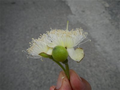 Close-ups of Psidium guajava flowers Women with dogs Face shields Photos taken during the 2020 coronavirus pandemic in Baliuag, Bulacan Timeline of the 2020 coronavirus pandemic in the Philippines  20