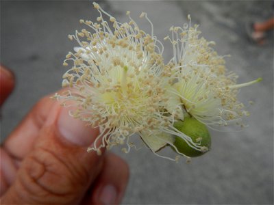 Close-ups of Psidium guajava flowers Women with dogs Face shields Photos taken during the 2020 coronavirus pandemic in Baliuag, Bulacan Timeline of the 2020 coronavirus pandemic in the Philippines  20