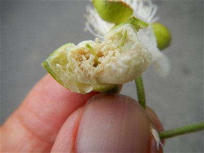 Close-ups of Psidium guajava flowers Women with dogs Face shields Photos taken during the 2020 coronavirus pandemic in Baliuag, Bulacan Timeline of the 2020 coronavirus pandemic in the Philippines  20