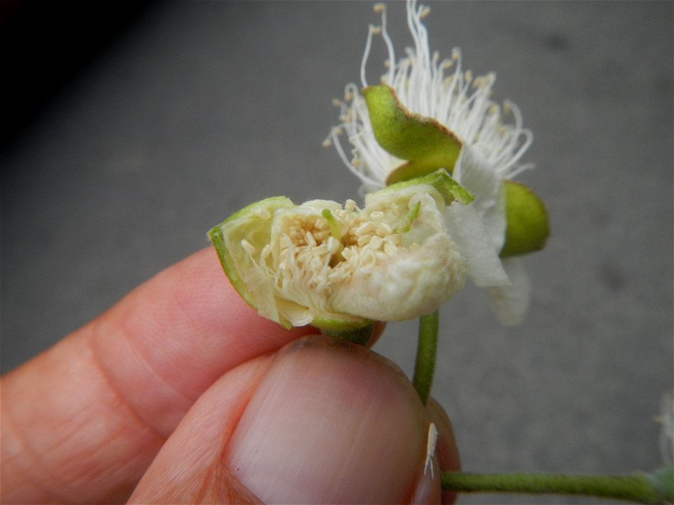Close-ups of Psidium guajava flowers Women with dogs Face shields Photos taken during the 2020 coronavirus pandemic in Baliuag, Bulacan Timeline of the 2020 coronavirus pandemic in the Philippines  20