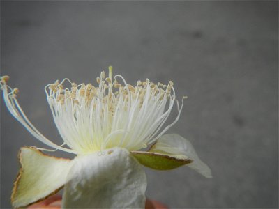 Close-ups of Psidium guajava flowers Women with dogs Face shields Photos taken during the 2020 coronavirus pandemic in Baliuag, Bulacan Timeline of the 2020 coronavirus pandemic in the Philippines  20