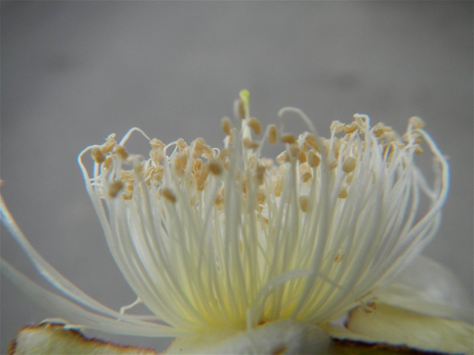 Close-ups of Psidium guajava flowers Women with dogs Face shields Photos taken during the 2020 coronavirus pandemic in Baliuag, Bulacan Timeline of the 2020 coronavirus pandemic in the Philippines  20