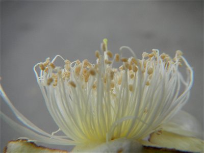 Close-ups of Psidium guajava flowers Women with dogs Face shields Photos taken during the 2020 coronavirus pandemic in Baliuag, Bulacan Timeline of the 2020 coronavirus pandemic in the Philippines  20