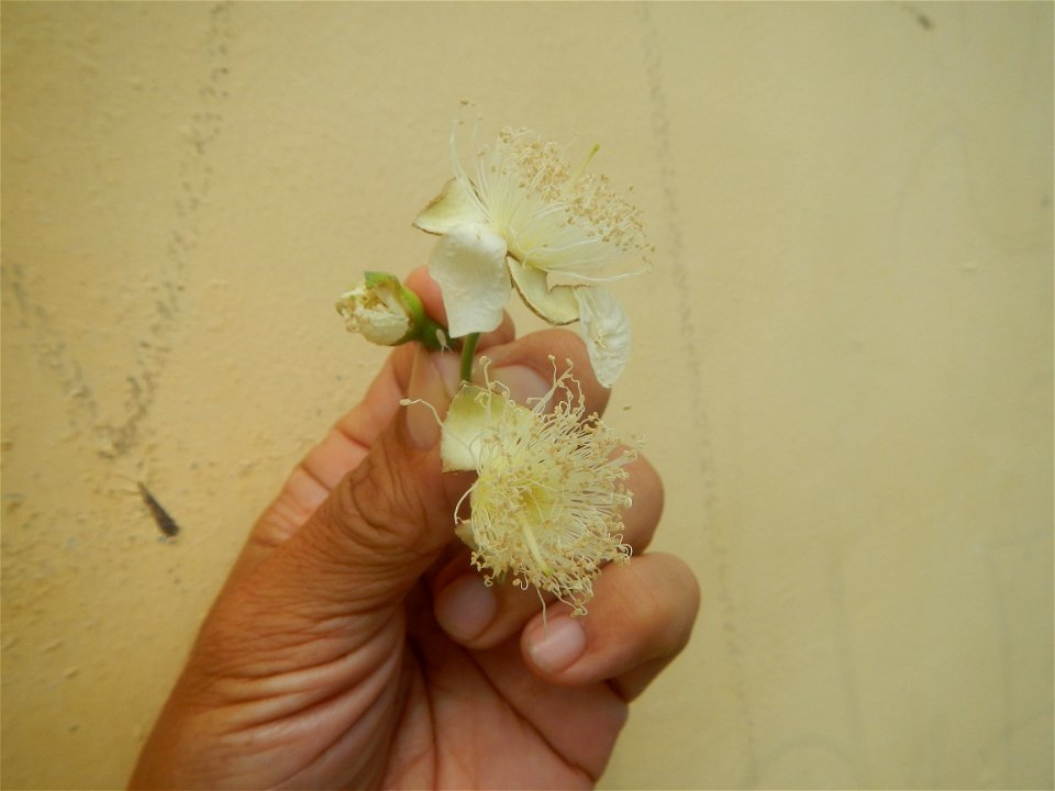 Close-ups of Psidium guajava flowers Women with dogs Face shields Photos taken during the 2020 coronavirus pandemic in Baliuag, Bulacan Timeline of the 2020 coronavirus pandemic in the Philippines  20