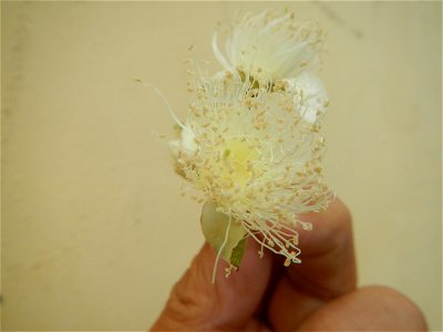 Close-ups of Psidium guajava flowers Women with dogs Face shields Photos taken during the 2020 coronavirus pandemic in Baliuag, Bulacan Timeline of the 2020 coronavirus pandemic in the Philippines  20