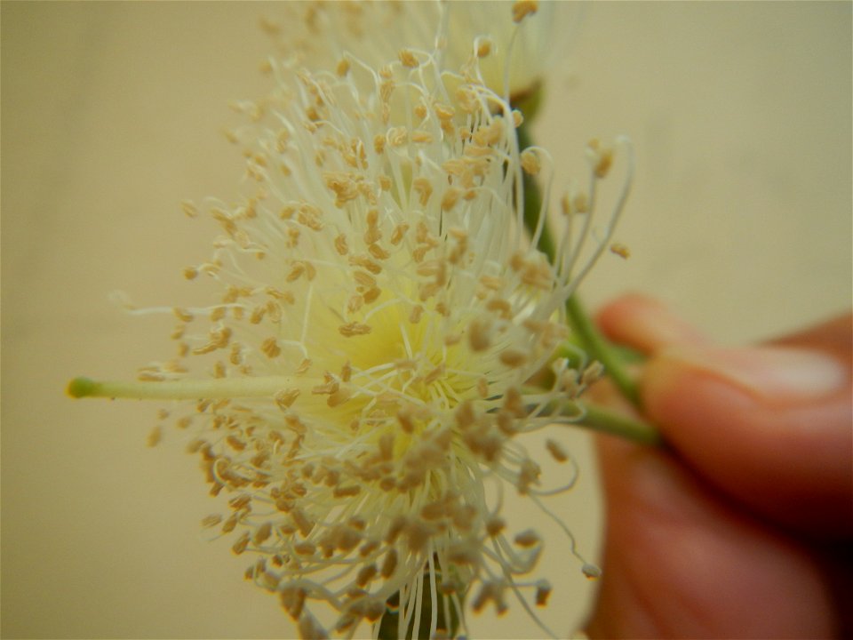 Close-ups of Psidium guajava flowers Women with dogs Face shields Photos taken during the 2020 coronavirus pandemic in Baliuag, Bulacan Timeline of the 2020 coronavirus pandemic in the Philippines  20