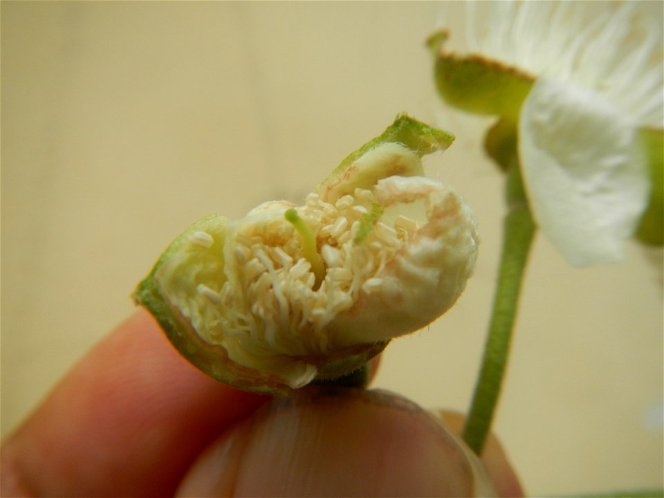 Close-ups of Psidium guajava flowers Women with dogs Face shields Photos taken during the 2020 coronavirus pandemic in Baliuag, Bulacan Timeline of the 2020 coronavirus pandemic in the Philippines  20
