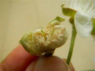 Close-ups of Psidium guajava flowers Women with dogs Face shields Photos taken during the 2020 coronavirus pandemic in Baliuag, Bulacan Timeline of the 2020 coronavirus pandemic in the Philippines  20