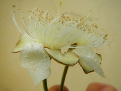 Close-ups of Psidium guajava flowers Women with dogs Face shields Photos taken during the 2020 coronavirus pandemic in Baliuag, Bulacan Timeline of the 2020 coronavirus pandemic in the Philippines  20
