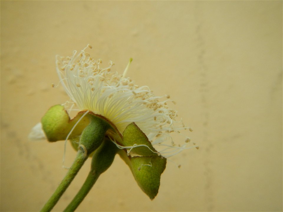 Close-ups of Psidium guajava flowers Women with dogs Face shields Photos taken during the 2020 coronavirus pandemic in Baliuag, Bulacan Timeline of the 2020 coronavirus pandemic in the Philippines  20