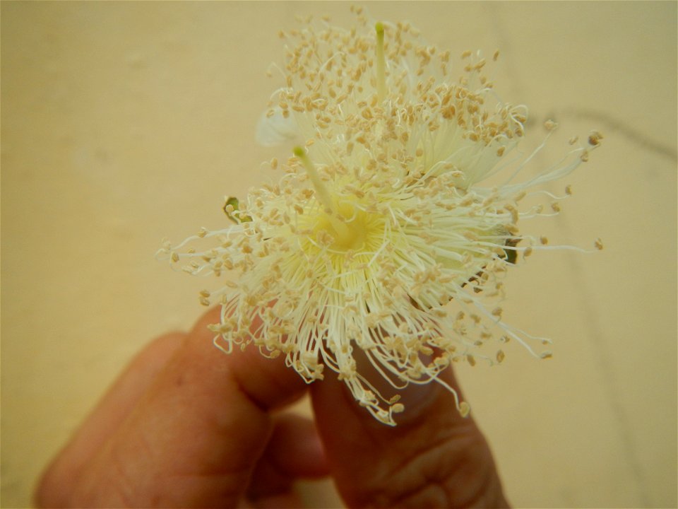 Close-ups of Psidium guajava flowers Women with dogs Face shields Photos taken during the 2020 coronavirus pandemic in Baliuag, Bulacan Timeline of the 2020 coronavirus pandemic in the Philippines  20