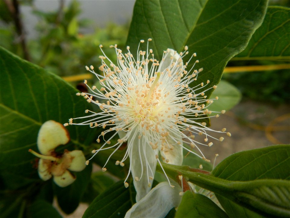 Harvesting fish in Malolos City, Bulacan Guava flowers in the Philippines War declared vs ‘Gloria fish’ ‘Gloria’ an abomination in Bataan fishponds Gloria, or the black chin tilapia (Sarotherodon mela