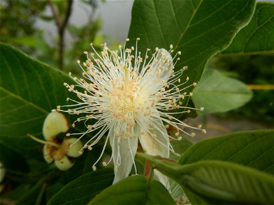 Harvesting fish in Malolos City, Bulacan Guava flowers in the Philippines War declared vs ‘Gloria fish’ ‘Gloria’ an abomination in Bataan fishponds Gloria, or the black chin tilapia (Sarotherodon mela