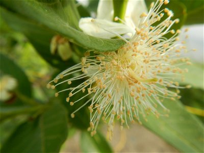 Harvesting fish in Malolos City, Bulacan Guava flowers in the Philippines War declared vs ‘Gloria fish’ ‘Gloria’ an abomination in Bataan fishponds Gloria, or the black chin tilapia (Sarotherodon mela
