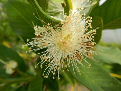 Harvesting fish in Malolos City, Bulacan Guava flowers in the Philippines War declared vs ‘Gloria fish’ ‘Gloria’ an abomination in Bataan fishponds Gloria, or the black chin tilapia (Sarotherodon mela