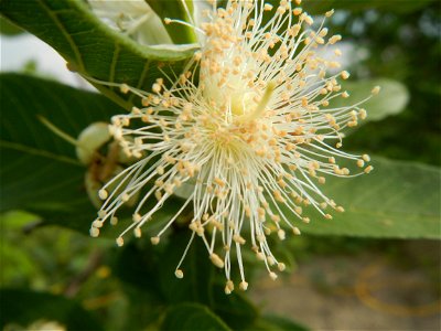 Harvesting fish in Malolos City, Bulacan Guava flowers in the Philippines War declared vs ‘Gloria fish’ ‘Gloria’ an abomination in Bataan fishponds Gloria, or the black chin tilapia (Sarotherodon mela