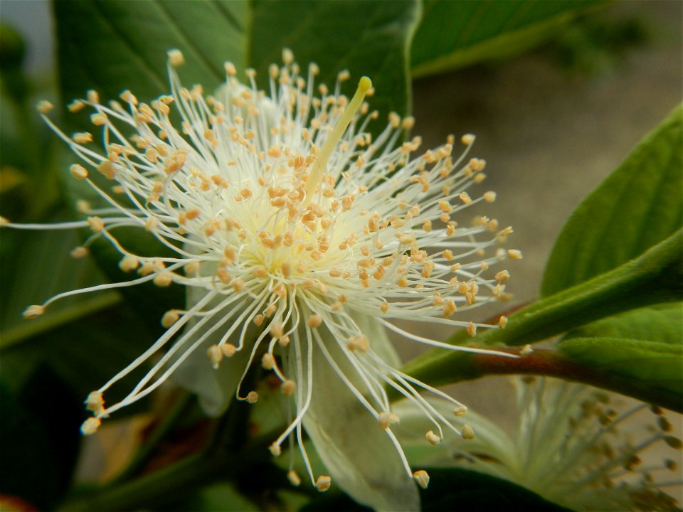 Harvesting fish in Malolos City, Bulacan Guava flowers in the Philippines War declared vs ‘Gloria fish’ ‘Gloria’ an abomination in Bataan fishponds Gloria, or the black chin tilapia (Sarotherodon mela