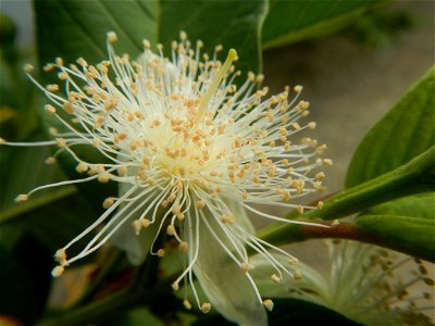 Harvesting fish in Malolos City, Bulacan Guava flowers in the Philippines War declared vs ‘Gloria fish’ ‘Gloria’ an abomination in Bataan fishponds Gloria, or the black chin tilapia (Sarotherodon mela